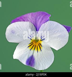 Nahaufnahme der gehörnten violetten (Viola cornuta) Blume isoliert auf grünem Hintergrund Stockfoto