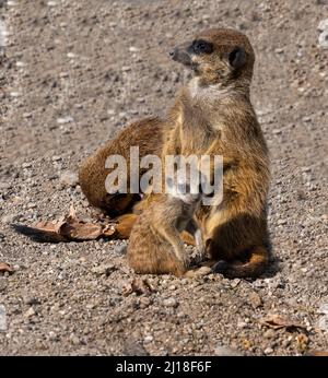 Erdmännchen oder Surikat (Suricata suricatta) mit Jungen Stockfoto