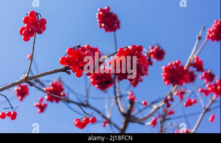 Rote Waldbeeren hängen an einem Ast. viburnum-Beeren im Winter. Strauß roter Beeren aus der Nähe. busch von Viburnum. Stockfoto