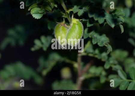 In der Nähe einer Kichererbsen Schoten auf der Pflanze Stockfoto