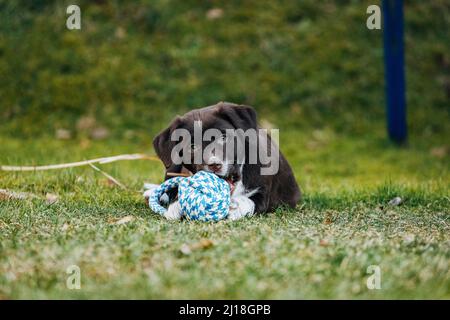 Ein süßer, dunkler Labrador-Retriever-Mischling und ein australischer Schäferhund mit Kau auf einer grünen Wiese Stockfoto