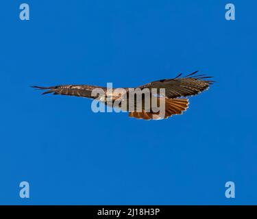 3-Viertel-Ansicht des Red-tailed Hawk im Flug Stockfoto