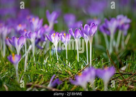 Schöne Krokus Blumen, Frühling natürlichen Hintergrund im Freien Stockfoto