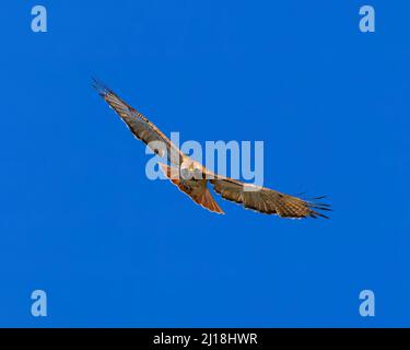 3-Viertel-Ansicht des Red-tailed Hawk im Flug Stockfoto