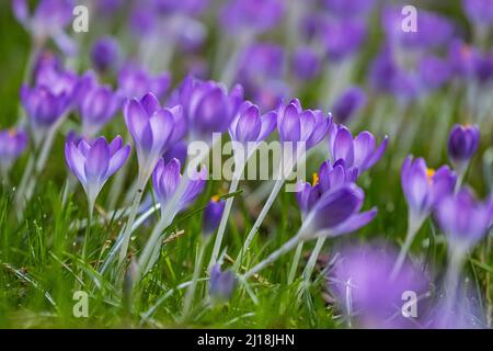 Schöne Krokus Blumen, Frühling natürlichen Hintergrund im Freien Stockfoto