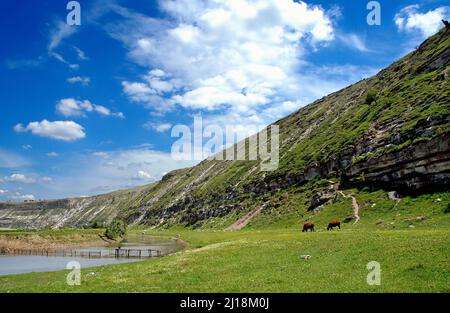 Der Raut-Fluss im Orhei-Nationalpark, Moldawien. Kühe am Fluss unterhalb einer Böschung in der Landschaft bei Old Orhei. Stockfoto