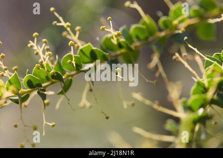 Makro von Blatt Laub einer Ofenblättrigen Wattle Plant , Acacia pravissima Stockfoto