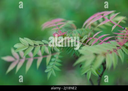 Nahaufnahme von bunten Blättern der False Goat's Beard Pflanze / Sorbaria sorbifolia ' Sem' Stockfoto