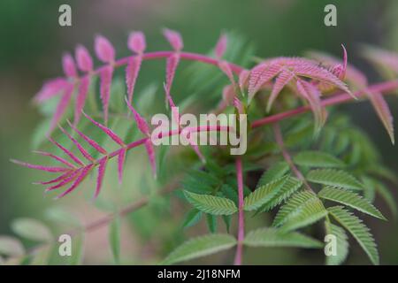 Nahaufnahme von bunten Blättern der False Goat's Beard Pflanze / Sorbaria sorbifolia ' Sem' Stockfoto