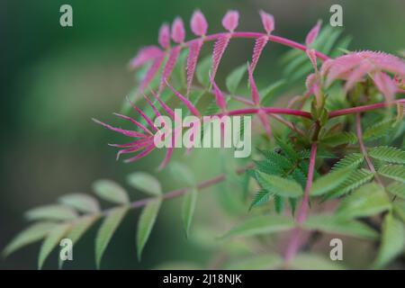 Nahaufnahme von bunten Blättern der False Goat's Beard Pflanze / Sorbaria sorbifolia ' Sem' Stockfoto