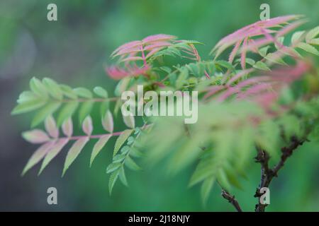 Nahaufnahme von bunten Blättern der False Goat's Beard Pflanze / Sorbaria sorbifolia ' Sem' Stockfoto