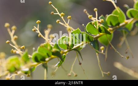 Makro von Blatt Laub einer Ofenblättrigen Wattle Plant , Acacia pravissima Stockfoto