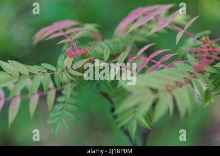 Nahaufnahme von bunten Blättern der False Goat's Beard Pflanze / Sorbaria sorbifolia ' Sem' Stockfoto