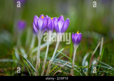 Schöne Krokus Blumen, Frühling natürlichen Hintergrund im Freien Stockfoto