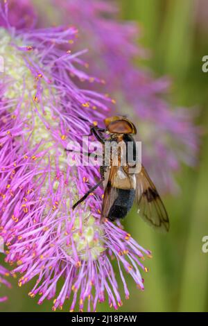 Volucella Pellucens die Pelluziden-Fliege oder große Riedschweinfliege auf Einer Blüte der Sanguisorba Scapino Stockfoto