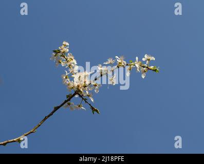 Blühende Kirschpflaume an einem blauen Himmel Stockfoto