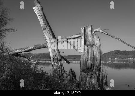 Landschaftsbild von toten Bäumen am Missouri-Ufer des Mississippi River gegenüber von Hamburg, IL. Stockfoto