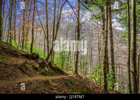 Der Wald in den Bergen in der Region Manteigas, Serra da Estrela - Portugal Stockfoto