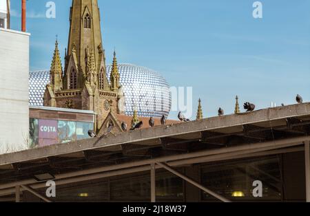 Eine Gruppe von Tauben, die auf einem Stadtdach stehen. Stockfoto