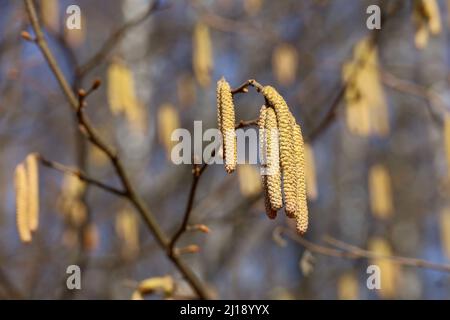 Haselkätzchen an einem Baumzweig an sonnigen Tagen. Wald im frühen Frühjahr Stockfoto