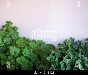 Natürlicher Pflanzenhintergrund. Spornblume und Pelargonium auf rosa Hintergrund Stockfoto