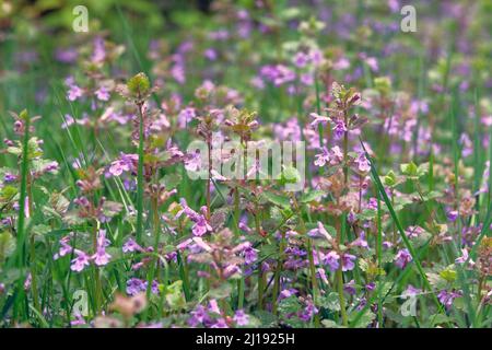 Melisse mit rosa Blüten wächst an einem sonnigen Tag auf einer Lichtung im Wald. Wilde Wiese im Frühling. Violette Pflanzen für die Landschaftsgestaltung. Stockfoto