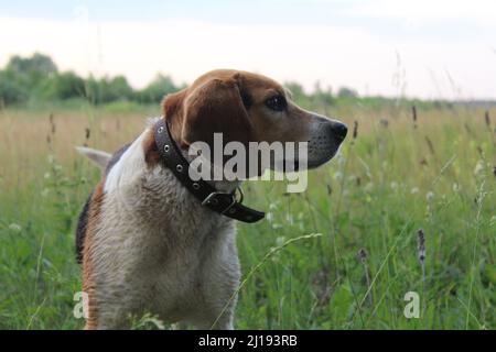 Hund Beagle Welpen auf dem Rasen Gras spielen. Die Beagle Rasse ist weiß mit schwarzen und braunen Flecken. Jagdhund Rasse. Stockfoto
