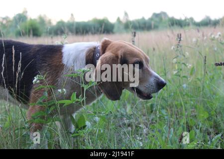 Hund Beagle Welpen auf dem Rasen Gras spielen. Die Beagle Rasse ist weiß mit schwarzen und braunen Flecken. Jagdhund Rasse. Stockfoto
