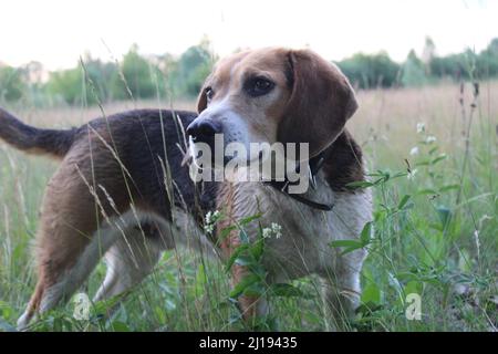 Hund Beagle Welpen auf dem Rasen Gras spielen. Die Beagle Rasse ist weiß mit schwarzen und braunen Flecken. Jagdhund Rasse. Stockfoto