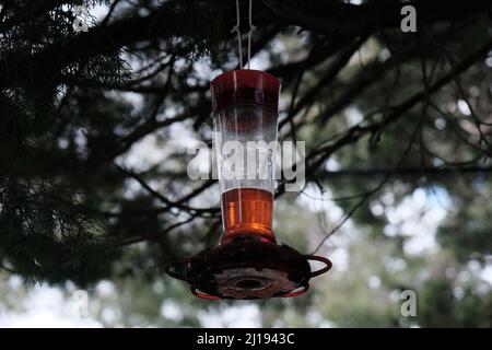 Dies ist ein Kolibri Feeder, der an einem Baum hängt. Stockfoto