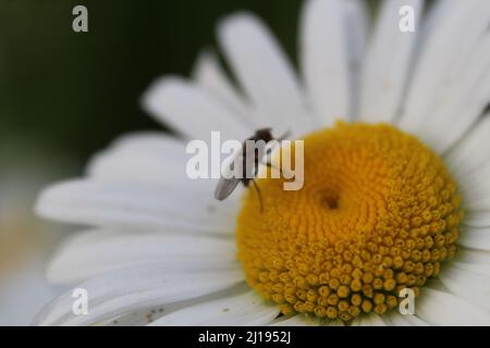 Kamillenblüten sehr nah-up leuchtend gelbe Mitte des Kerns und weiße schneeweiße kleine Blütenblätter. Die Blüten des Sommers sind wilde Kamille Stockfoto