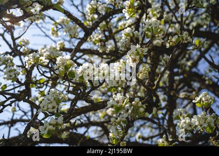 Im Frühjahr sprießende Knospen auf alten Bäumen - alles beginnt Zum Blühen Stockfoto