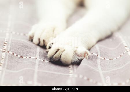 Katzenpfoten aus der Nähe. Die Katze liegt zu Hause auf dem Bett. Selektiver Fokus Stockfoto