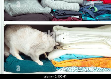 Britische Silberkatze versteckt sich in einem Schrank. Ungewöhnliches Tierheim, Katzengewohnheiten. Stockfoto