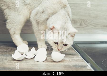 Lustige weiße britische Katze stiehlt Eierschalen aus der Küche. Stockfoto