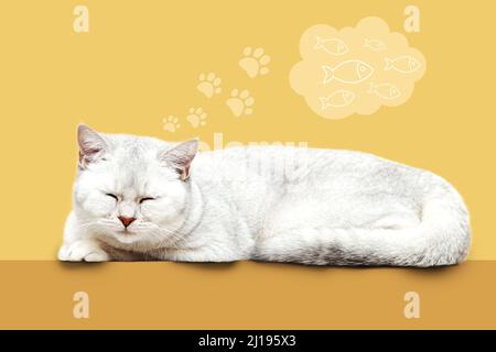 Die Katze träumt von Fischen. Britische Katze schläft auf einem gelben Hintergrund. Stockfoto