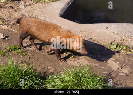 Bush Dog (Spopothos venaticus) im Knowsley Safari Park, Merseyside, England, Großbritannien Stockfoto