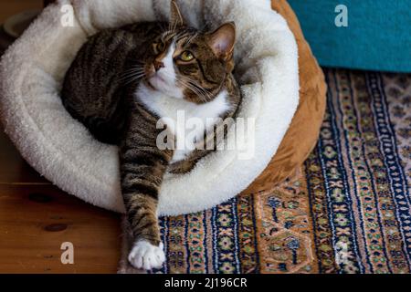 Die Katze schaut auf, während sie im Bett sitzt und den Arm ausgestreckt hat Stockfoto
