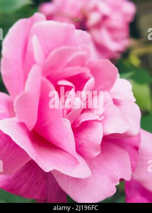 Die vertikale Nahaufnahme der Floribunda-Blüten mit purpurroten Blütenblättern Stockfoto