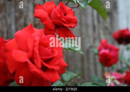 Rote Rosen im Garten Stockfoto