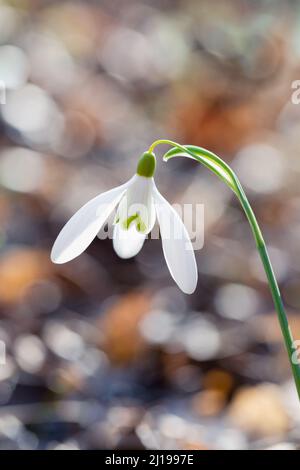 Weiße Schneeglöpfenblume, Frühlingsflora, vertikal Stockfoto