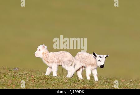 Zwei neugeborene Lämmer huddeln auf einem Feld in Nidderdale North Yorkshire zusammen Stockfoto