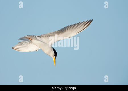 Am wenigsten Seeschwalbe (Sternula antillarum) im Flug Stockfoto