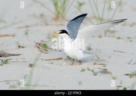 Die kleinste Seeschwalbe (Sternula antillarum) landet bei ihrem Nest, das ein Ei hat Stockfoto