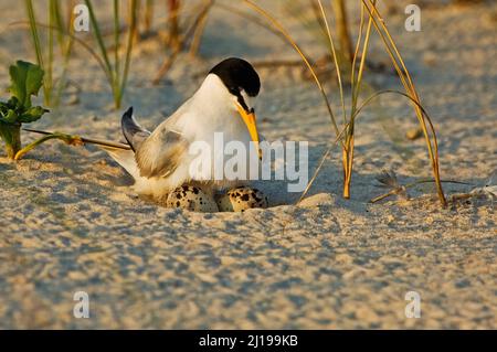 Am wenigsten Seeschwalbe (Sternula antillarum) beim Nest mit Eiern Stockfoto