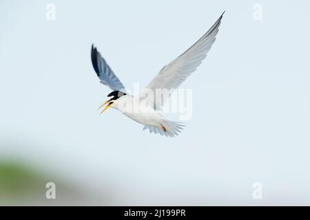 Am wenigsten Seeschwalbe (Sternula antillarum) im Flug Stockfoto