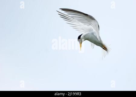 Die kleinste Seeschwalbe (Sternula antillarum) im Schwebeflug Stockfoto