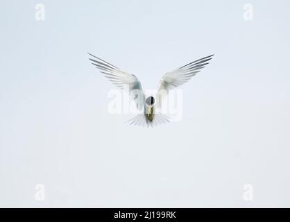 Die kleinste Seeschwalbe (Sternula antillarum) im Schwebeflug Stockfoto