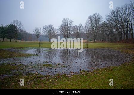 Karge Eichen an einem leicht nebligen Nachmittag, deren Reflexionen in einer großen Pfütze im Vordergrund am Nachmittag -02 sichtbar sind Stockfoto