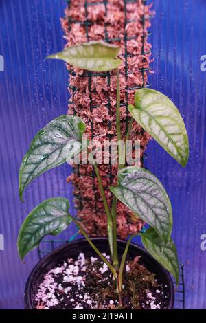 Nahaufnahme des grünen Monstera Siltepecana, der auf einem Moosstock klettert Stockfoto